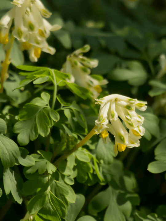 Corydalis ochroleuca